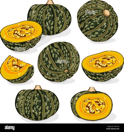 Set Of Kabocha Winter Squash Pumpkins Chestnut Squash Cucurbita