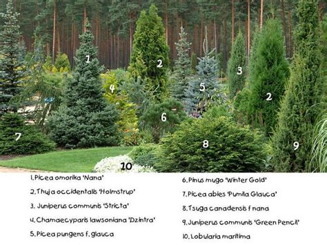 Pin on conifers