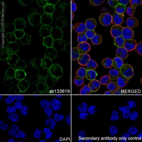 Anti Fas Antibody Epr Bsa And Azide Free Ab Abcam