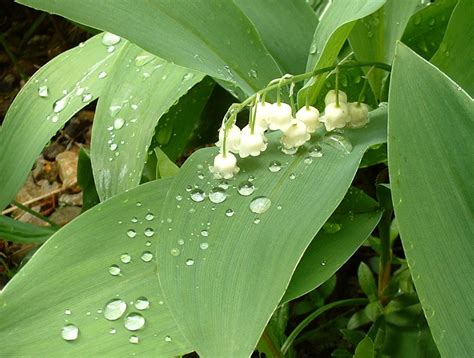 Filelily Of The Valley Wikipedia