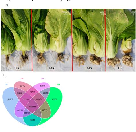 Figure 1 From Comparative Metagenomic Analysis Reveals Rhizosphere