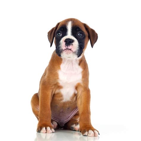 Boxer Puppies For Sale • Adopt Your Puppy Today • Infinity Pups