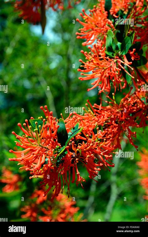 Top Imagen Arbuste Fleurs Orange Rouge Fr Thptnganamst Edu Vn