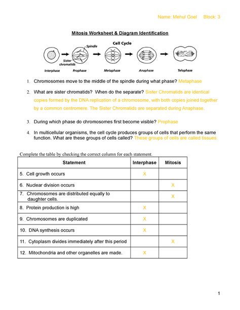 Free Mitosis Worksheet And Diagram Identification Answers Download