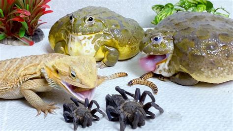 Bearded Dragon And Bullfrog Tries To Eat Spider Worms Warning Live