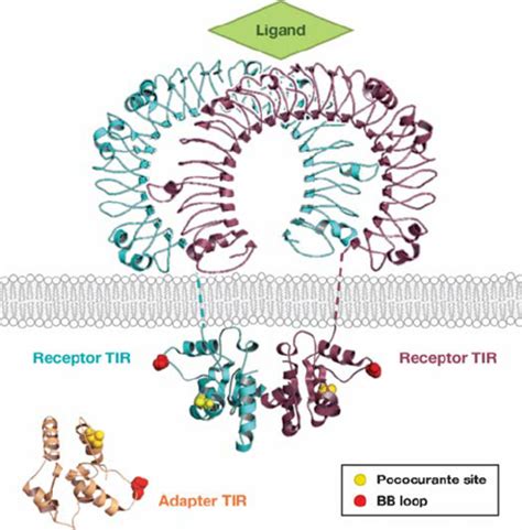 Schematic Rendering Of Tlrs Based On The Structure Of The Tlr3