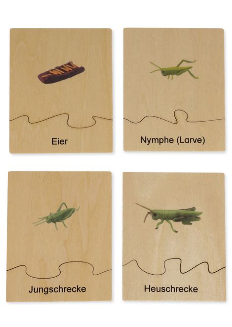 TimeTEX Lebenszyklus Einer Heuschrecke In Holzbox Montessori Premium