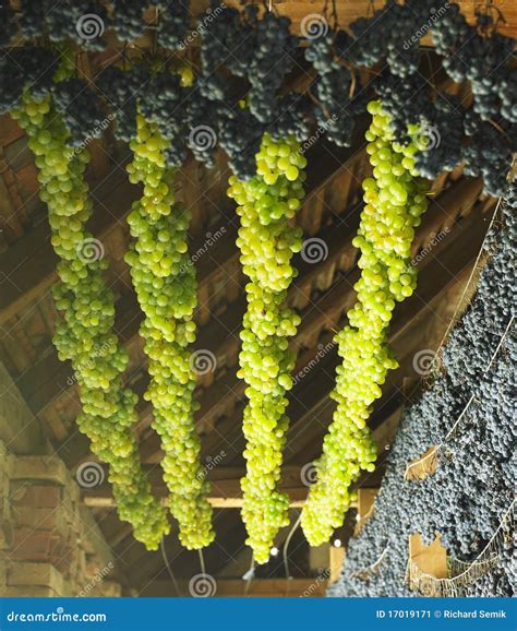 Grapes Drying For Straw Wine Royalty-Free Stock Photography