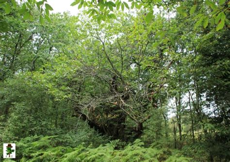 Ch Taignier Europ En Dans Le Bois De Baure Pr S De G Tebourse Le