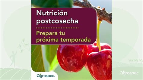 Cerezos Nutrici N Postcosecha Febrero Youtube