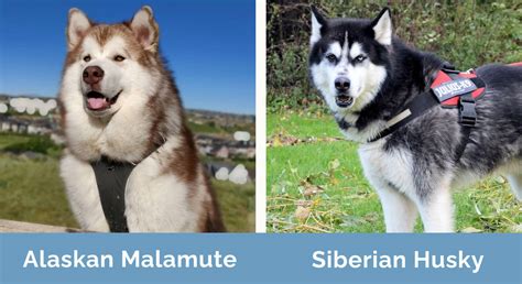 Alaskan Malamute vs Siberian Husky: What's the Difference? | Hepper