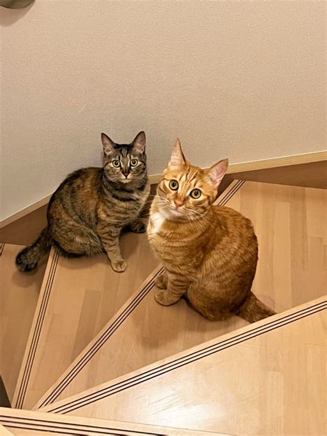 猫の二匹飼い、知っておくべきメリット＆デメリット