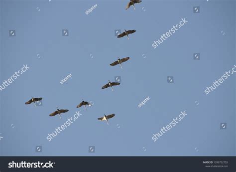 8,495 Blue Crane Flying Images, Stock Photos & Vectors | Shutterstock