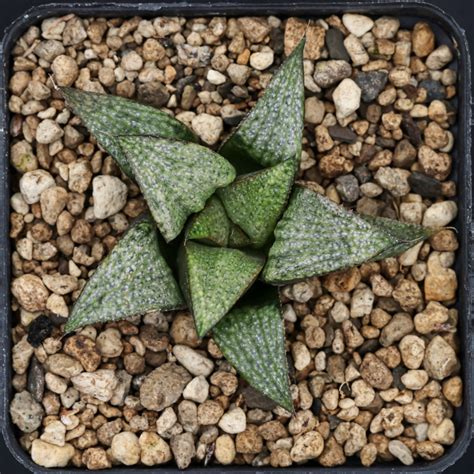 haworthia hybrid splendens cl   splendens   haworthialand