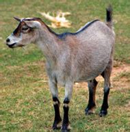 Common Diseases of Goat and Symptoms - agriculture