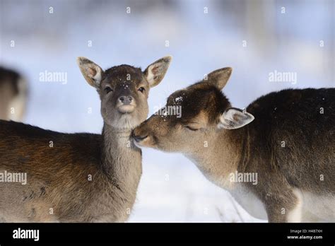 Hind Calf Hi Res Stock Photography And Images Alamy