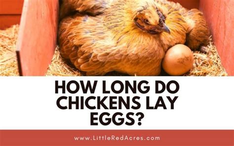 How Long Do Chickens Lay Eggs