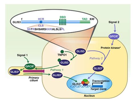 National Institute Of Environmental Health Sciences Cell Biology Group