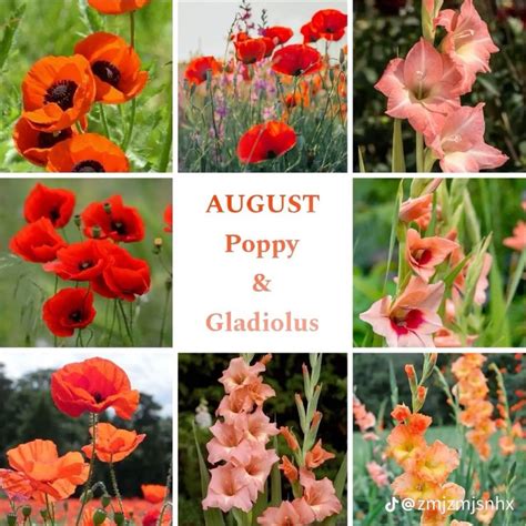 For My August People ️🌺 In 2025 August Birth Flower August Flowers