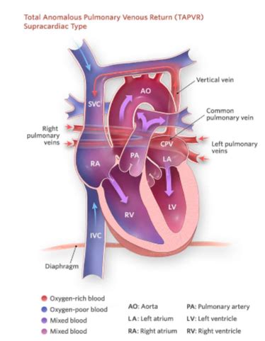 Cardio I Flashcards Quizlet