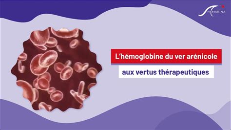 Lhémoglobine du ver arénicole aux vertus thérapeutiques YouTube