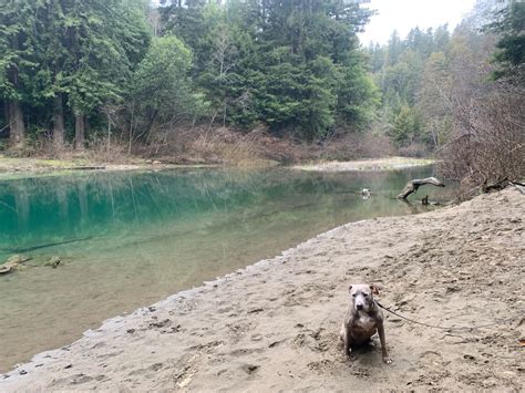 Navarro River Redwoods State Park Hikes Dogs Love