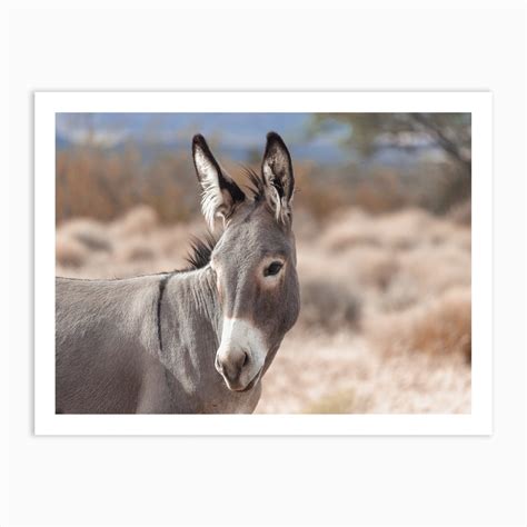 Wild Desert Burro Art Print By Western Range Fy