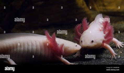 Axolotl Ambystoma Mexicanum Pair Stock Photo Alamy