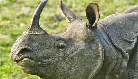 Rhino Poaching In Kaziranga Drops Only 3 Cases In 2019