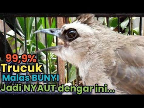 Trucukan Malas Bunyi Pasti Nyaut Dengar Suara Pancingan Trucukan Gacor