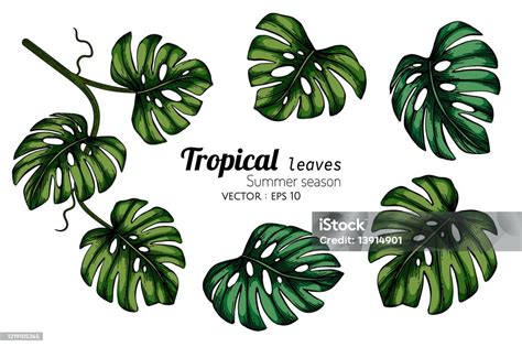 Set Ilustrasi Gambar Daun Tropis Monstera Dengan Seni Garis Di Latar