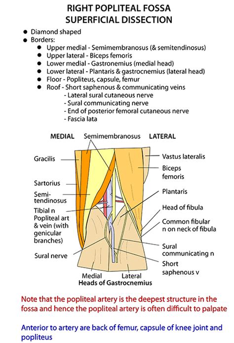 Popliteal Fossa Diagram