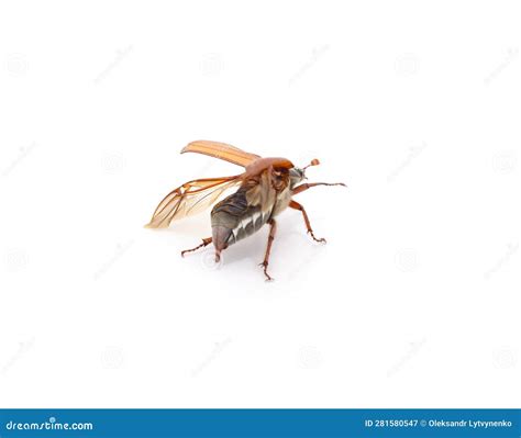 Brown beetle with wings stock image. Image of white - 281580547