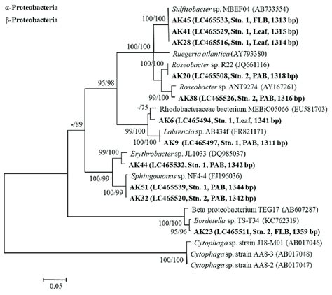 Phylogenetic Tree For α And β Proteobacteria Isolates Based On The 16s