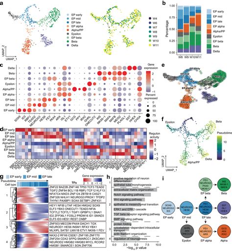 Transcriptional Heterogeneity Of EPs And Endocrine Cells In The