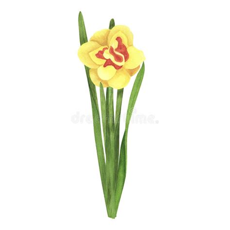 Daffodil Spring Flower Isolated On White Watercolor Hand Drawn