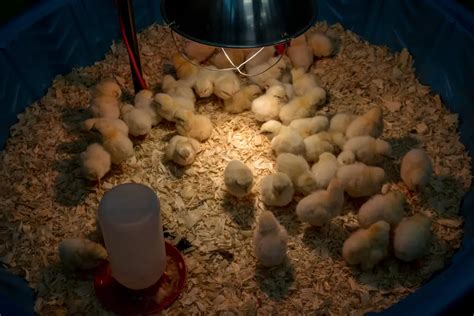 Chicken Brooders Everything You Need To Know