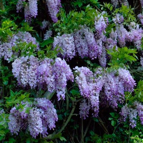 Wisteria Amethyst Falls Staked 3 Gallon Cofers Home And Garden