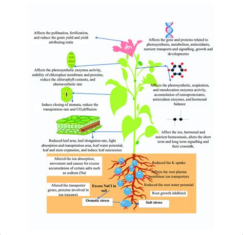 The Effect Of Salinity Stress On Root Growth Ionic Homeostasis