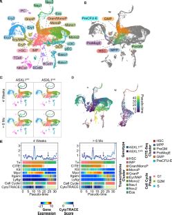 Asxl1 Deletion Disrupts MYC And RNA Polymerase II Function In