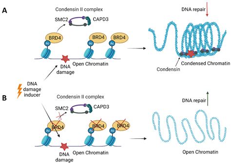 Ijms Free Full Text Bet Proteins As Attractive Targets For Cancer