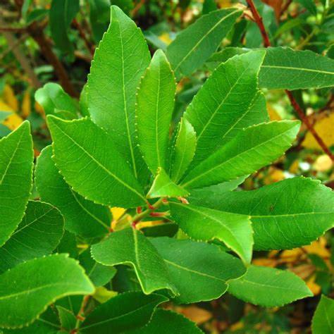 Arbousier Arbutus Unedo Arbre Fraises Fruits Rouges Comestibles