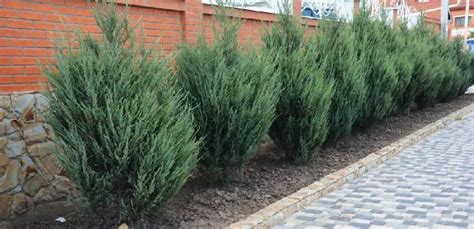 How Fast Do Junipers Grow Embracegardening