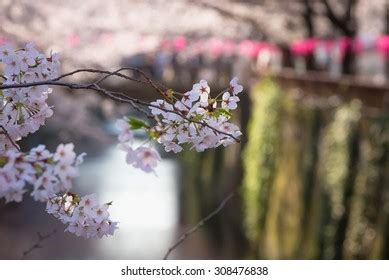 Cherry Blossom Flower Sakura Naga Meguro Stock Photo