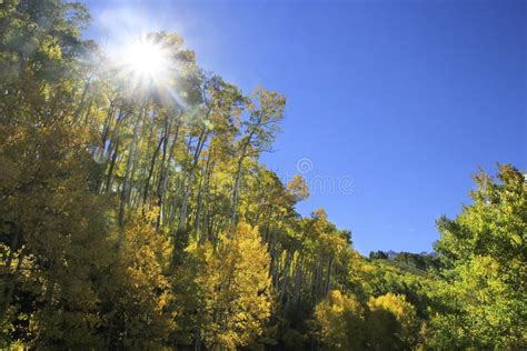 Aspen Trees with Fall Color, San Juan National Forest, Colorado Stock ...