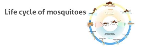 Life cycle of mosquitoes – Biogents USA