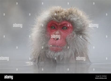 Snow Monkey Taking The Hot Spring In Nagano Japan Stock Photo Alamy