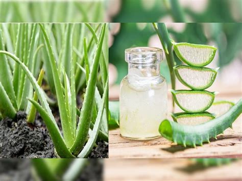 Aloe Vera Beneficial For Health Hair And Skin Ssh Aloevera गर्मियों में एलोवेरा के फायदे