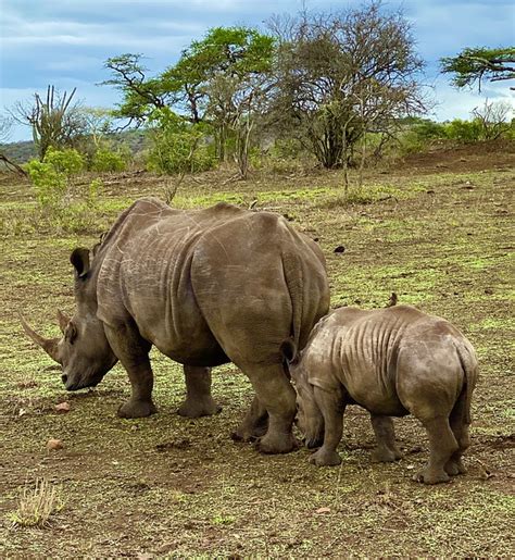 Rhinoceros Mother Baby - Free photo on Pixabay - Pixabay