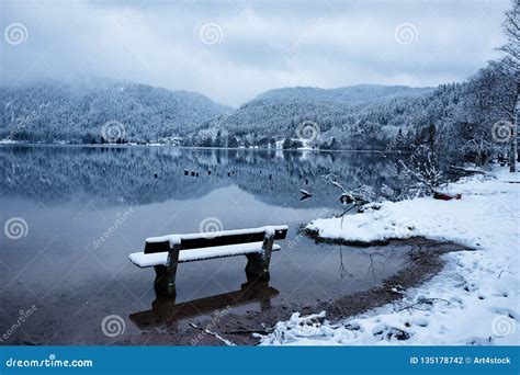 Winter Snowy Forest Reflected In Longemer Lake Stock Photo Image Of